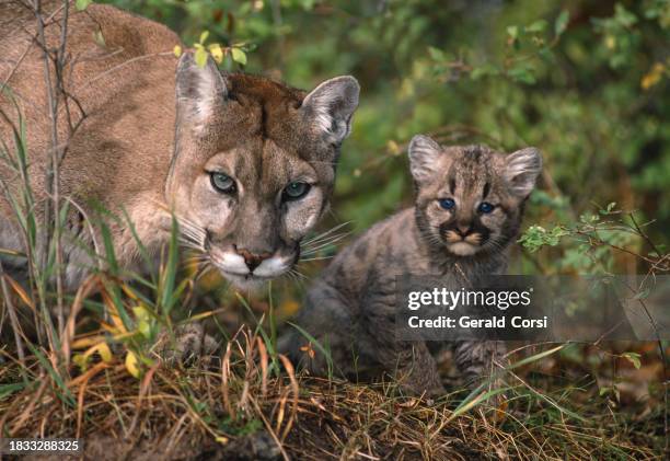 il puma, puma concolor, noto anche come puma, leone di montagna, gatto o pantera, è un grande felino originario delle americhe, secondo per dimensioni solo al giaguaro più tozzo. kalispell, montana. madre e gattino. - cucciolo di animale foto e immagini stock