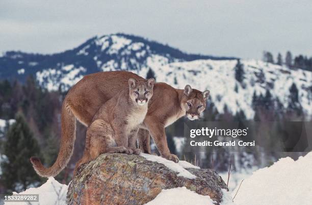 he cougar, puma concolor,  also known as the puma, mountain lion, catamount, or panther, is a large cat native to the americas, second only in size to the stockier jaguar. kalispell, montana. adult and young mountain lion on a rock with snow around. - kalispell stock pictures, royalty-free photos & images