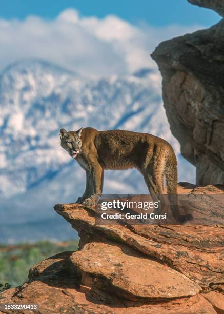 the cougar, puma concolor, also known as the puma, mountain lion, catamount, or panther, is a large cat native to the americas, second only in size to the stockier jaguar. utah - poema stockfoto's en -beelden