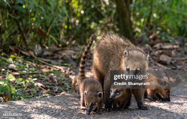 coati mother and young at the breathtaking mighty iguazu falls in iguazu national park on the boarder of argentina and brazil, south america - argentina devils throat stockfoto's en -beelden