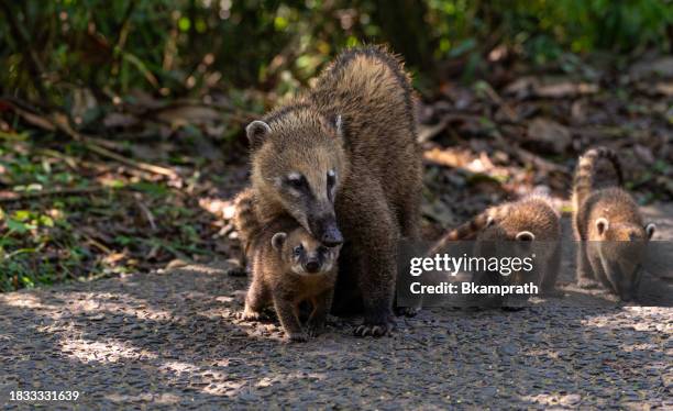 Coati Mother and Young at the breathtaking mighty Iguazu Falls in Iguazu National Park on the Boarder of Argentina and Brazil, South America