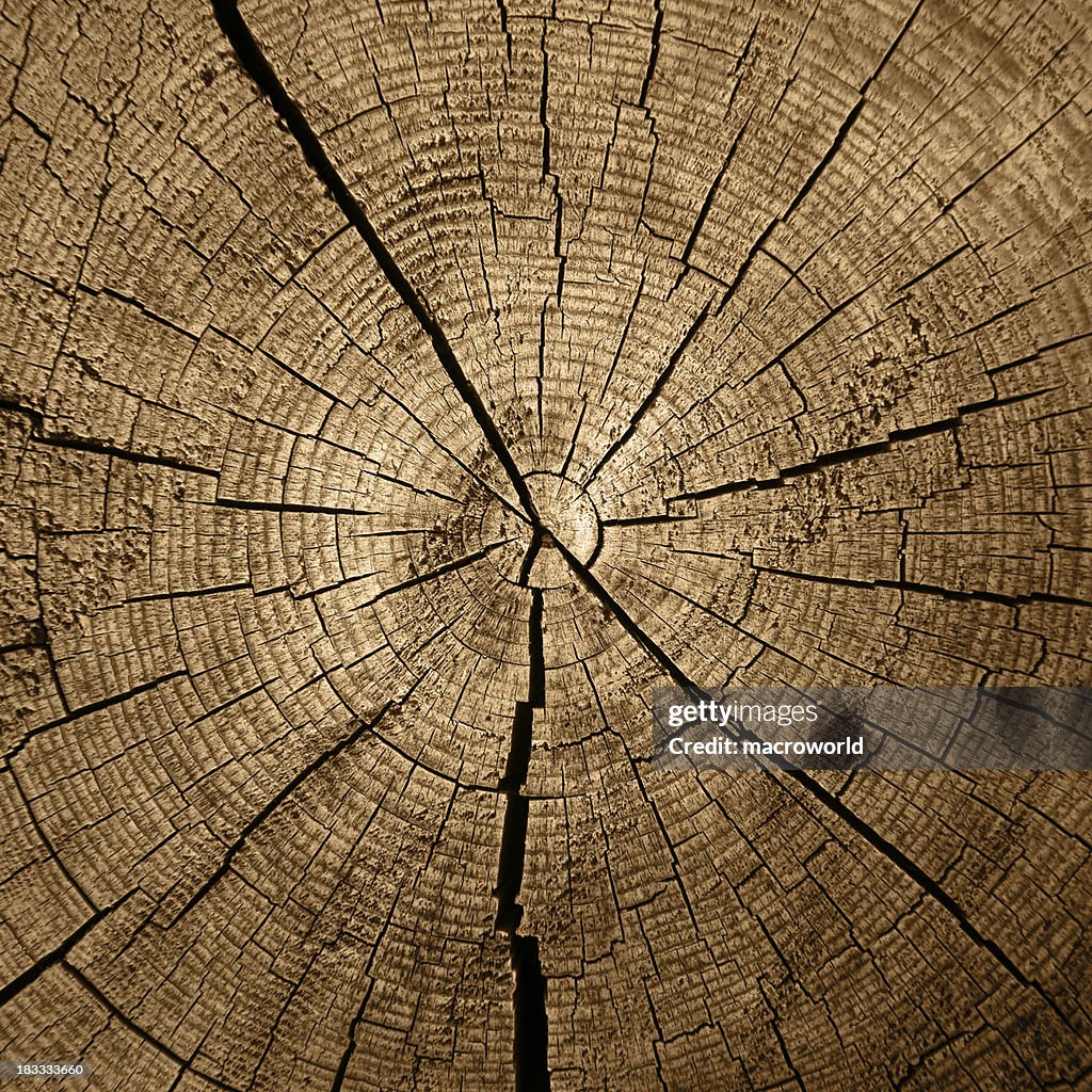 Tree Rings