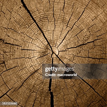 Tree Rings High-Res Stock Photo - Getty Images