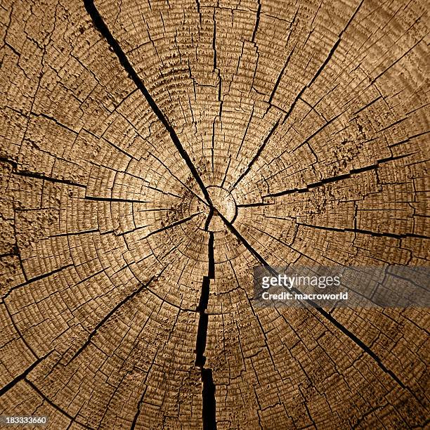 tree rings - pine wood stock pictures, royalty-free photos & images