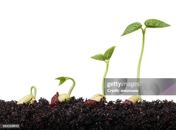 les plantes - plants white background photos et images de collection