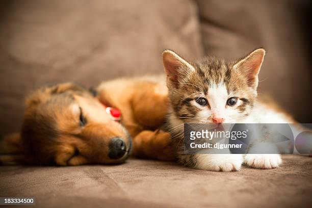 welpen und kätzchen - cat and dog together stock-fotos und bilder