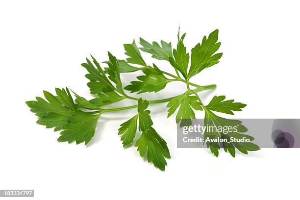 parsley leaf - persilja bildbanksfoton och bilder