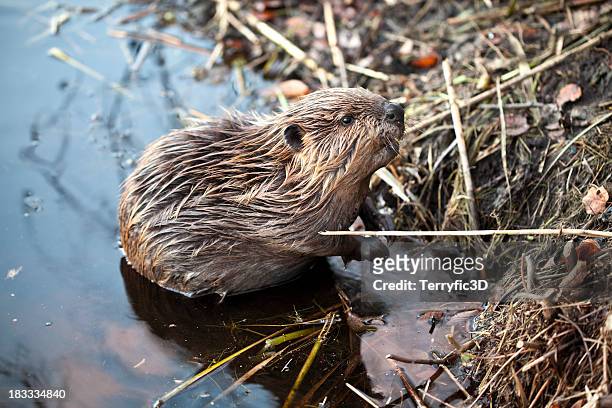 junge american beaver an der talstation von beaver lodge - kanadischer biber stock-fotos und bilder