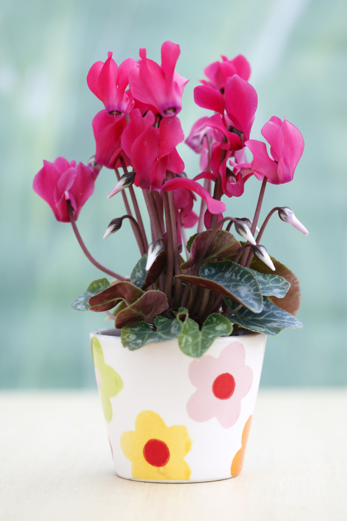 Cyclamen Cyclamen