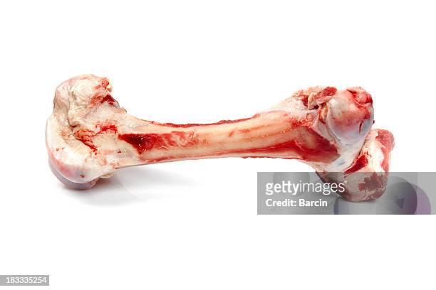 dog bone - animal bone stock pictures, royalty-free photos & images