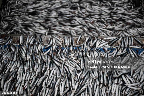 Anchovies are sucked into an anchovy boat during a fishing task aboard an anchovy boat out to sea after 5 miles in the department of Lima on November...