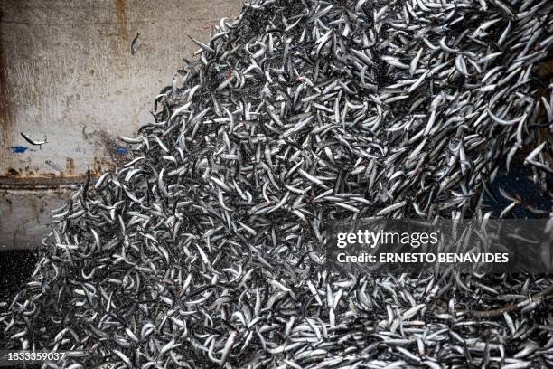 Anchovies are sucked into an anchovy boat during a fishing task aboard an anchovy boat out to sea after 5 miles in the department of Lima on November...