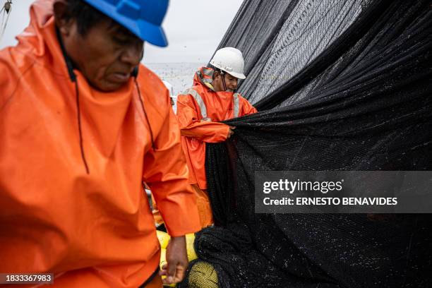 Fishermen carry out a fishing task aboard an anchovy boat out to sea after 5 miles in the department of Lima on November 19, 2023. El Niño, the...