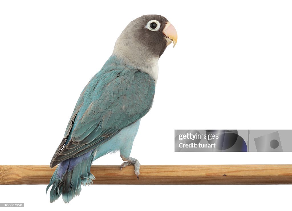 Masked Lovebird in Blue Color Mutation