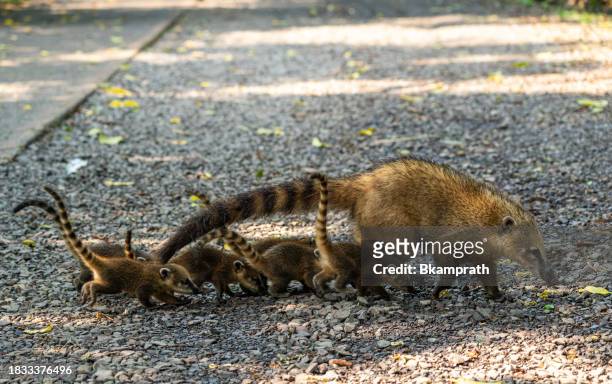 coati mother and young at the breathtaking mighty iguazu falls in iguazu national park on the boarder of argentina and brazil, south america - south park stock pictures, royalty-free photos & images