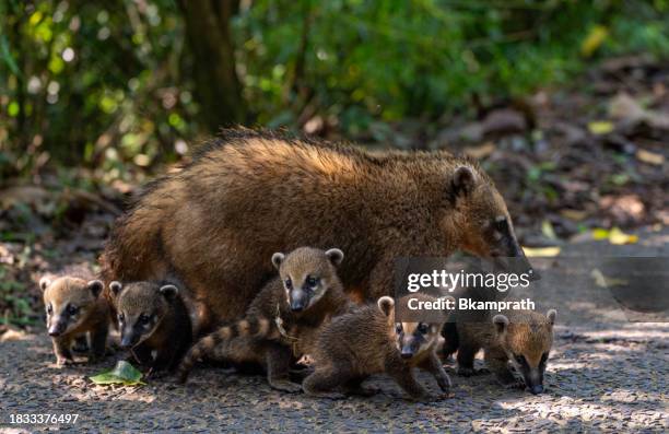 coati mother and young at the breathtaking mighty iguazu falls in iguazu national park on the boarder of argentina and brazil, south america - iguassu falls stock pictures, royalty-free photos & images