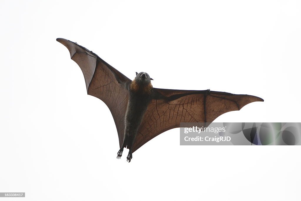 Flying Fox