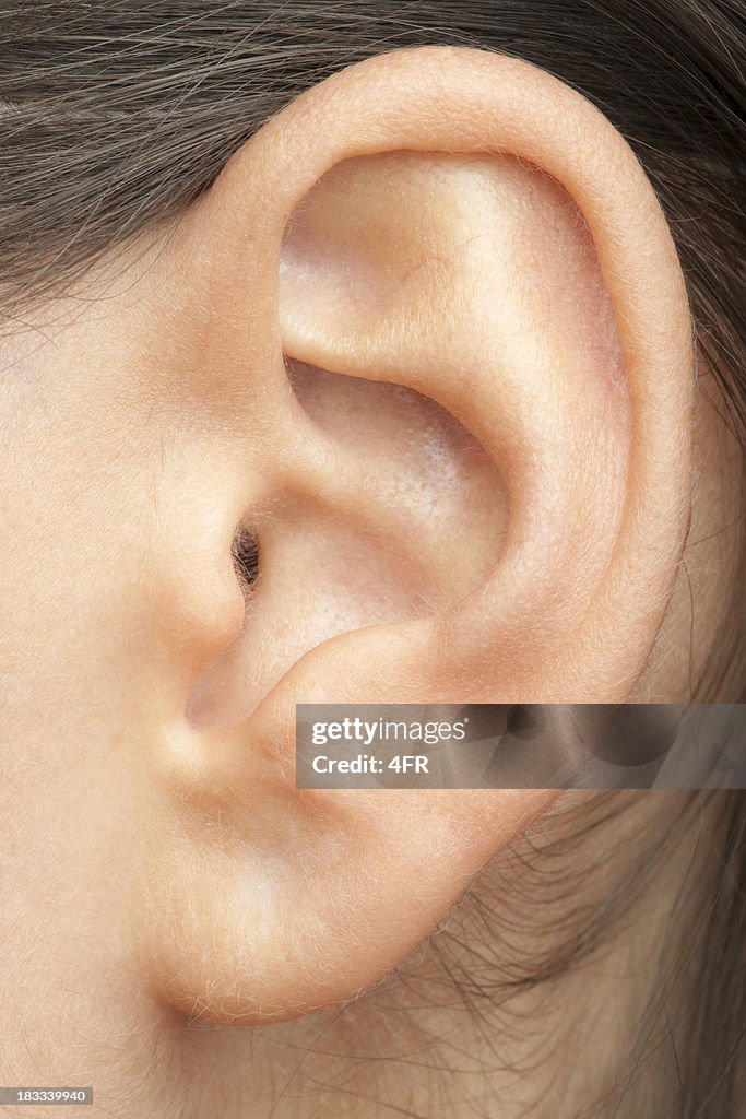 Human Ear (XXXL)