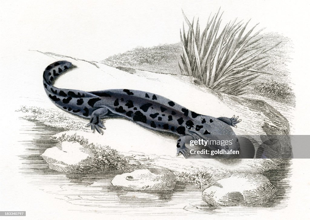 Schlammteufel historischen Illustration, 1849