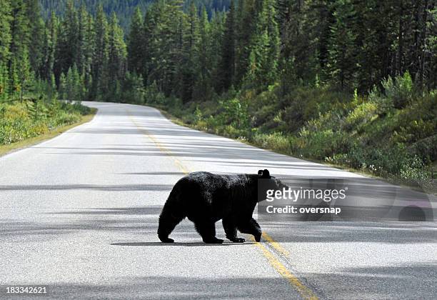 bear walking - jasper canada stock pictures, royalty-free photos & images