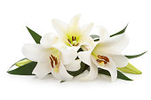 White Lilies.