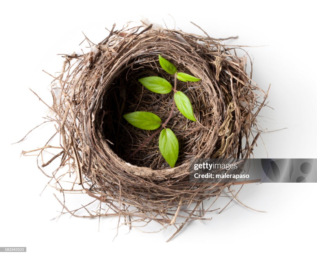 Nest with green twig