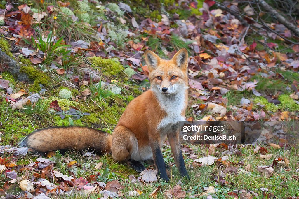 Red fox sitting on grass filled with autumn leaves