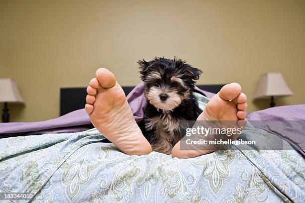 1,815 Funny Dog Sleeping Photos and Premium High Res Pictures - Getty Images 1,815 Funny Dog Sleeping Photos and Premium High Res Pictures - Getty Images