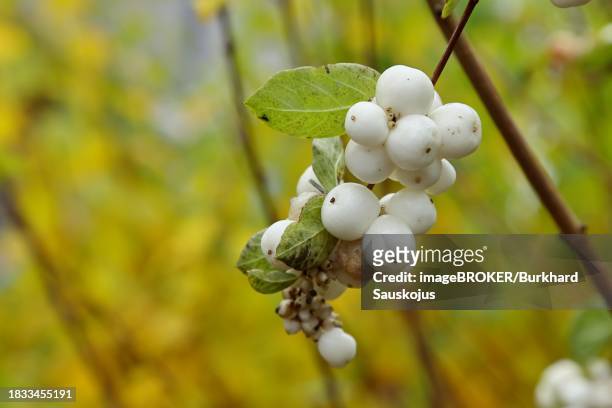 common snowberry (symphoricarpos albus) branch with some white fruits in autumn, wilnsdorf, north rhine-westphalia, germany - symphoricarpos stock pictures, royalty-free photos & images