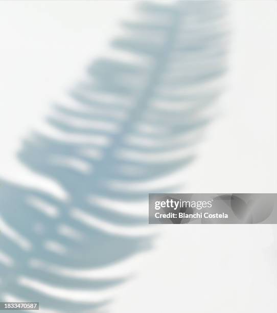 shadow from a fern on a white wall - superposición-de-sombras fotografías e imágenes de stock