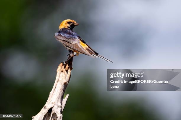 lesser striped swallow (cecropis abyssinica) on tree stump, zimanga game reserve, kwazulu natal, south africa - abyssinica stock pictures, royalty-free photos & images