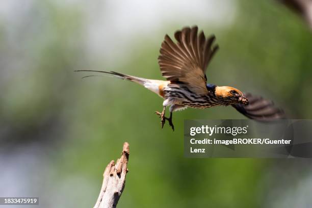 lesser striped swallow (cecropis abyssinica) flying to the nest with nesting material in its beak, zimanga game reserve, kwazulu natal, south africa - abyssinica stock pictures, royalty-free photos & images