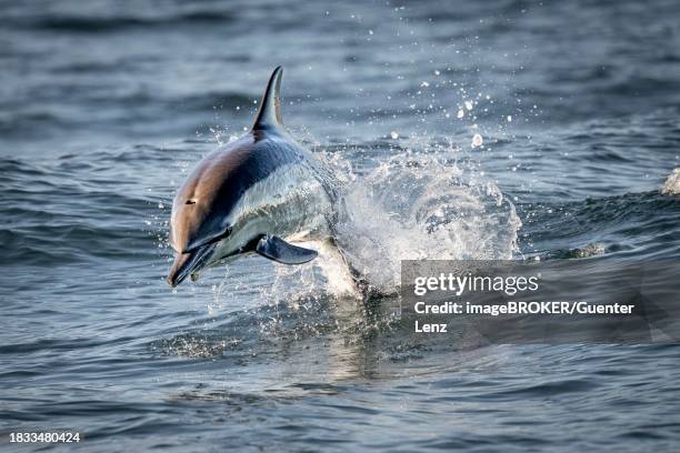 dolphin (tursiops truncatus), walkerbay, hermanus, south africa - hermanus stock pictures, royalty-free photos & images