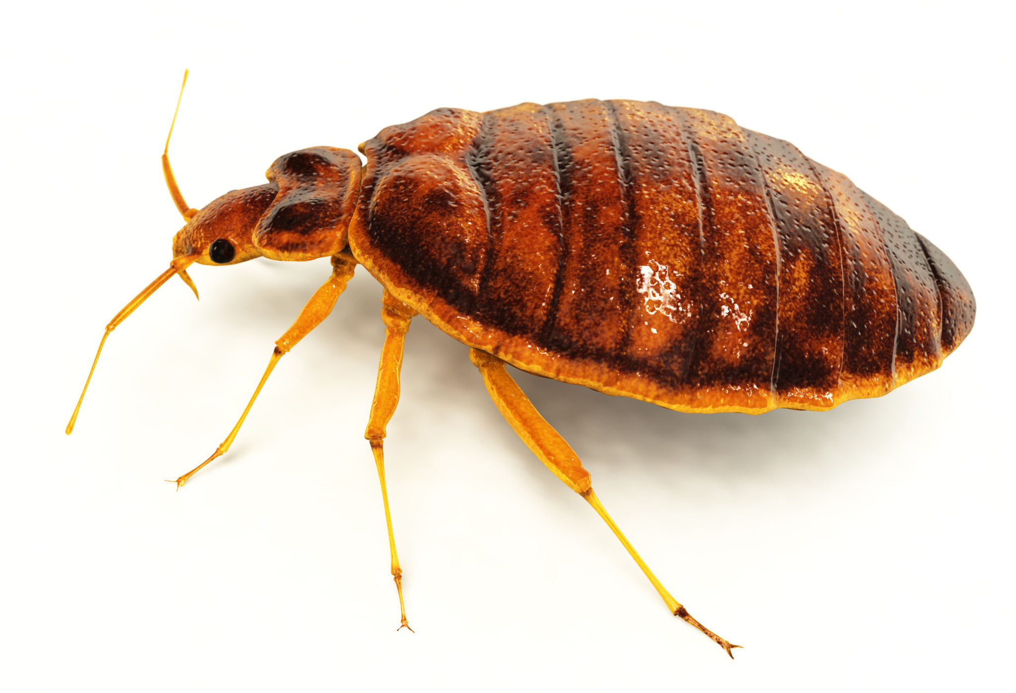 bed bug hiding places