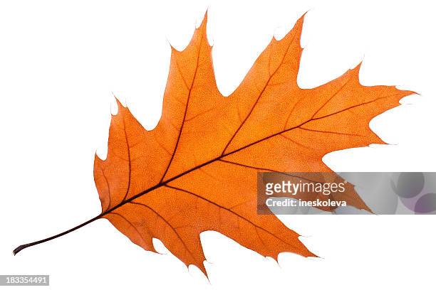 single oak leaf - leaf stock pictures, royalty-free photos & images