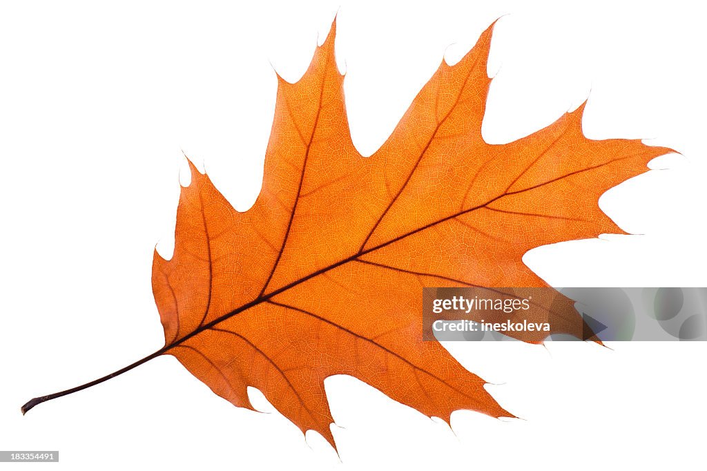 Single Oak Leaf