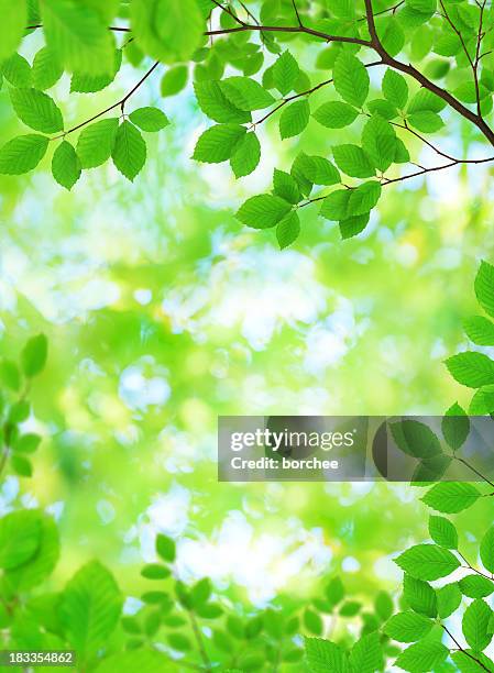 fresh green leaves - lush foliage stock pictures, royalty-free photos & images