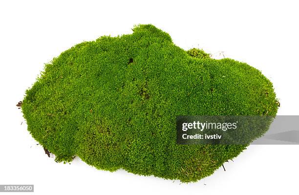 moss - moss stock pictures, royalty-free photos & images