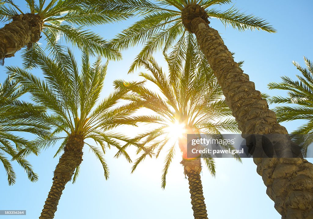 Sunbeam coming through palm tree leaves
