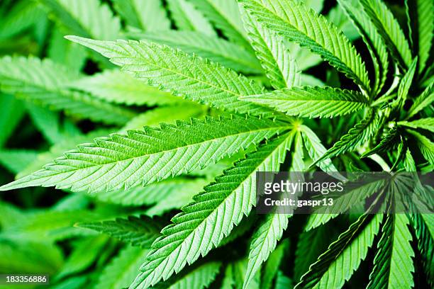 cannabis indica foliage - marijuana leaf stockfoto's en -beelden