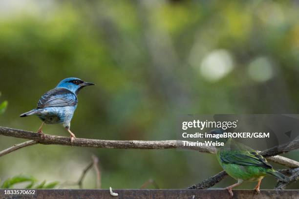 male and female blue dacnis (dacnis cayana) on a branch, serra da canastra national park, minas gerais, brazil - serra da canastra national park stock pictures, royalty-free photos & images