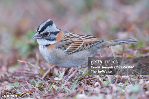 rufous-collared sparrow (zonotrichia capensis), serra da canastra national park, minas gerais, brazil - serra da canastra national park stock pictures, royalty-free photos & images