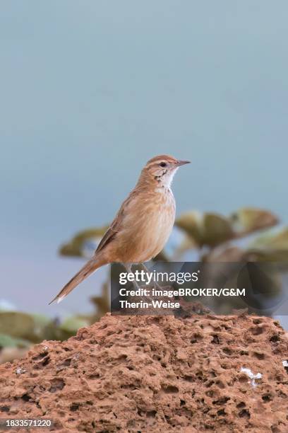 firewood-gatherer (anumbius annumbi), serra da canastra national park, minas gerais, brazil - serra da canastra national park stock pictures, royalty-free photos & images