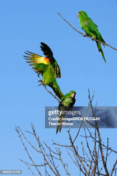 flying white-eyed parakeet (psittacara leucophthalmus), serra da canastra national park, minas gerais, brazil - serra da canastra national park stock pictures, royalty-free photos & images