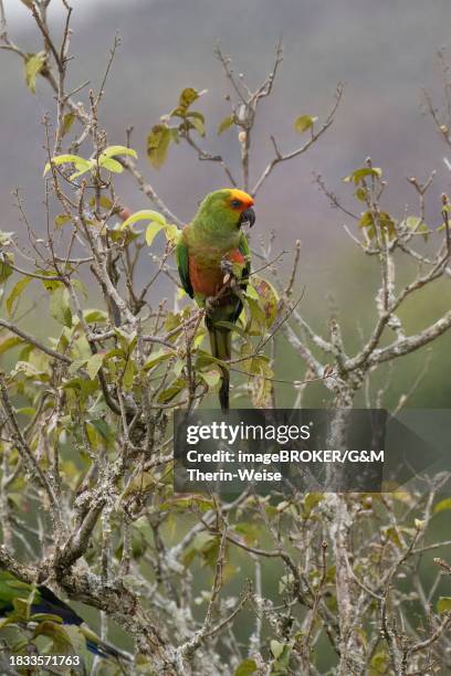 golden-capped parakeet (aratinga auricapillus), serra da canastra national park, minas gerais, brazil - serra da canastra national park stock pictures, royalty-free photos & images