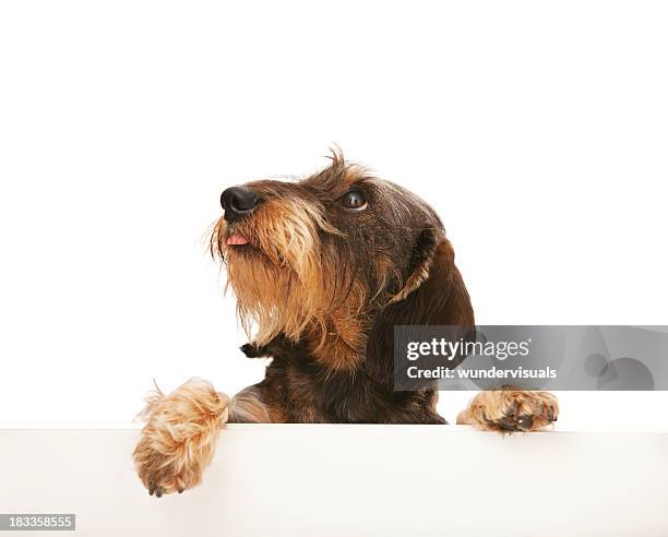 cute wire-haired dachshund looking up at copy space - dashond stockfoto's en -beelden