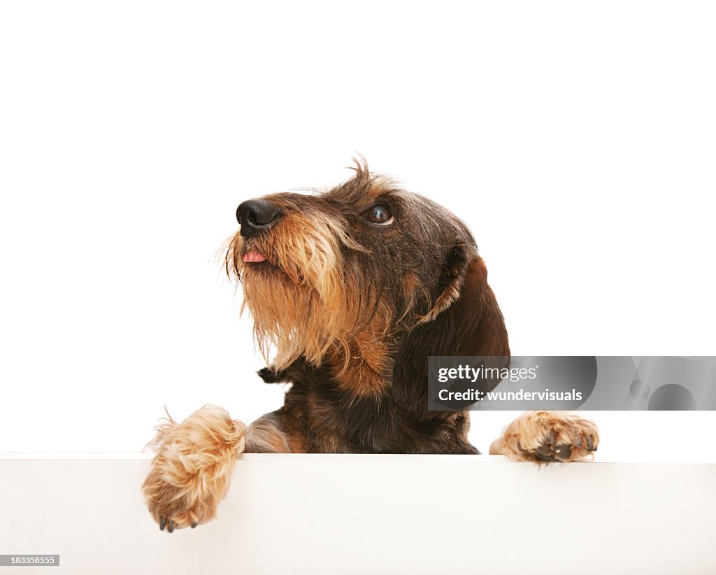 Fofo fio-dachshund de pêlo olhando para cima no espaço para texto
