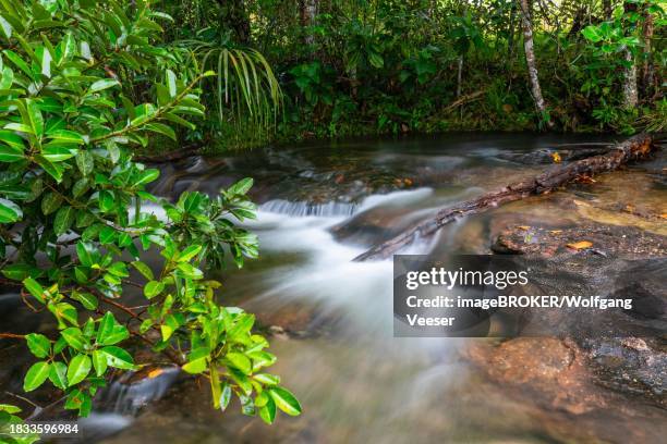 cano piedras, stream in the tropical jungle, la macarena, colombia - provincia de sevilla stock pictures, royalty-free photos & images