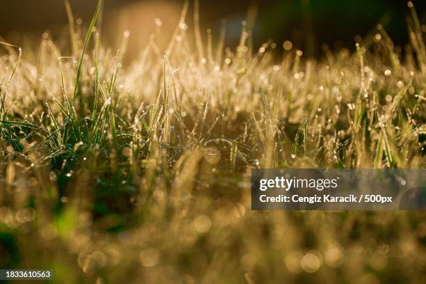 close-up of wet grass on field,germany - close up gras stock-fotos und bilder