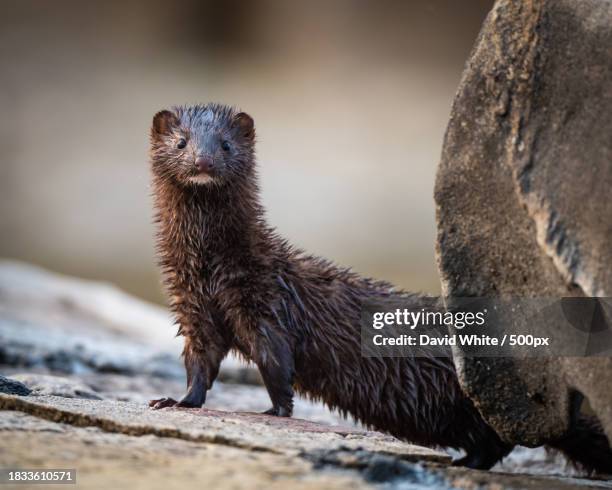 close-up of meerkat looking away,miller lake,canada - mink stock pictures, royalty-free photos & images